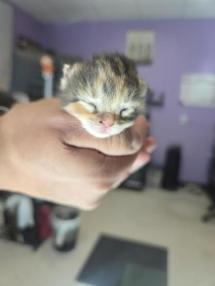 Shelter Stray Female Cat last seen El Paso, TX 79924, Fort Bliss, TX 79906