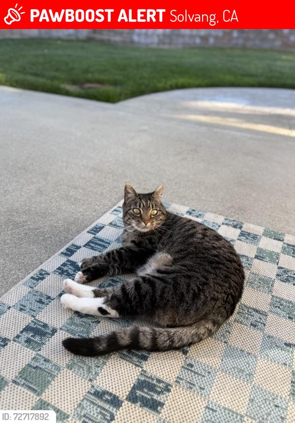 Lost Female Cat last seen alisal , Solvang, CA 93463