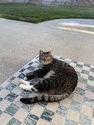 Lost Female Cat last seen alisal , Solvang, CA 93463
