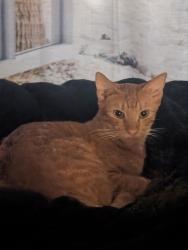 Lost Male Cat last seen Maui vista , South Kihei road, Kihei, HI 96753