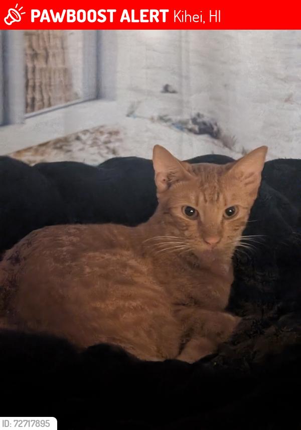Lost Male Cat last seen Maui vista , South Kihei road, Kihei, HI 96753