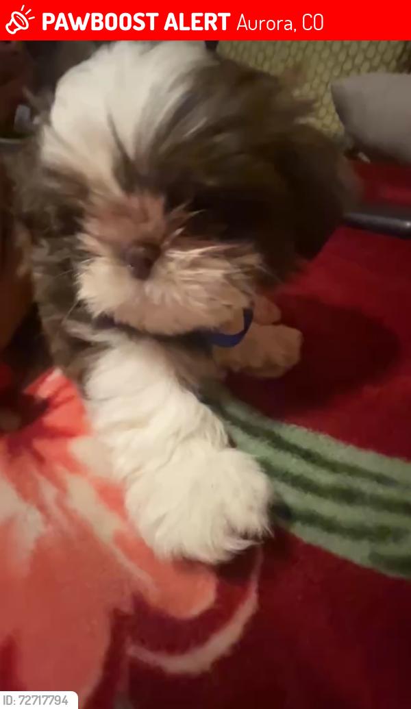 Lost Male Dog last seen Joplin court , Aurora, CO 80013