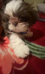 Lost Male Dog last seen Joplin court , Aurora, CO 80013