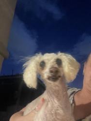 Found/Stray Female Dog last seen Tule springs and sunny springs, Las Vegas, NV 89131
