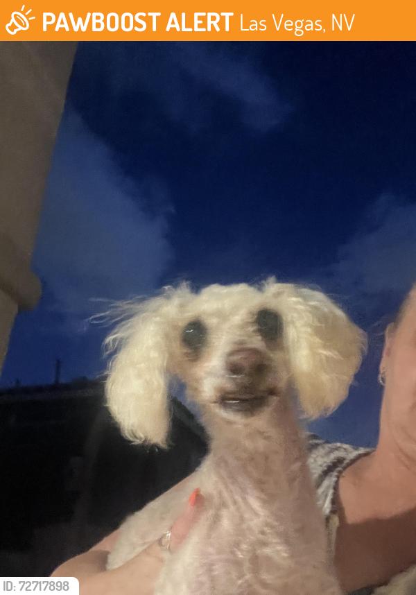 Found/Stray Female Dog last seen Tule springs and sunny springs, Las Vegas, NV 89131