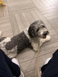 Found/Stray Female Dog last seen Windhaven & Parker, The Colony, TX 75010