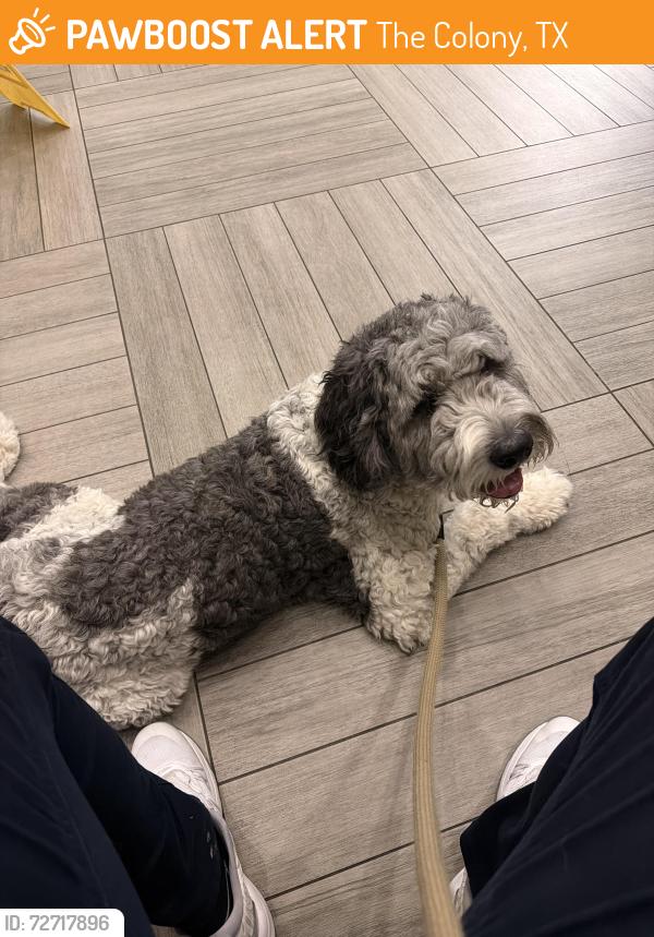 Found/Stray Female Dog last seen Windhaven & Parker, The Colony, TX 75010