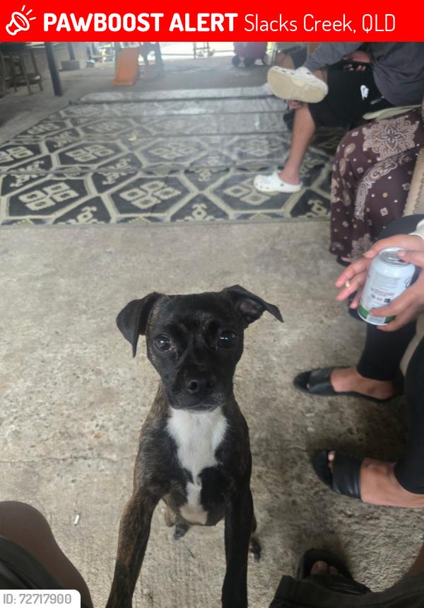 Lost Female Dog last seen Slack creek , Slacks Creek, QLD 4127