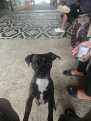 Lost Female Dog last seen Slack creek , Slacks Creek, QLD 4127