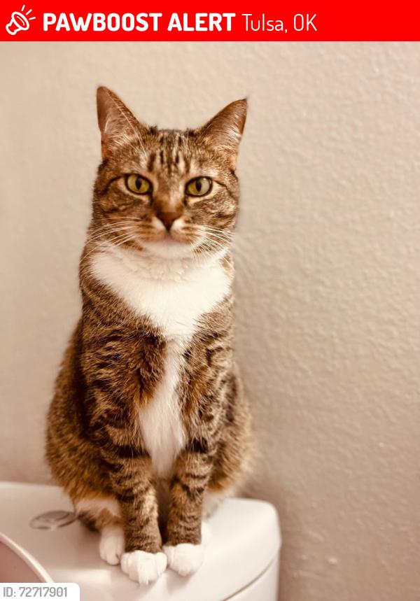 Lost Female Cat last seen 51st and Yale , Tulsa, OK 74135