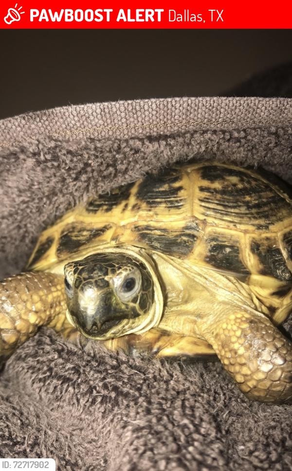 Lost Male Reptile last seen Regalbluff dr, Dallas, TX 75248