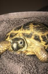 Lost Male Reptile last seen Regalbluff dr, Dallas, TX 75248