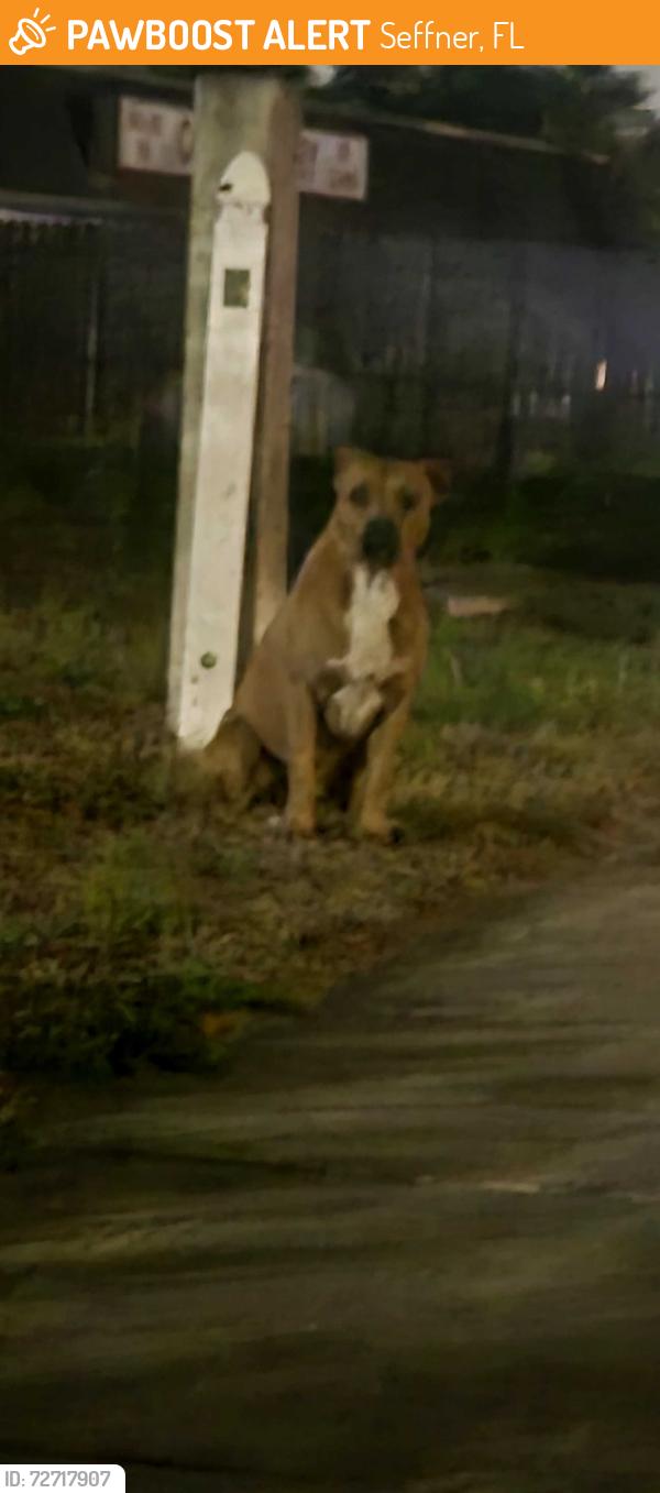 Found/Stray Unknown Dog last seen Seffner tire, Seffner, FL 33584