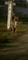 Found/Stray Unknown Dog last seen Seffner tire, Seffner, FL 33584