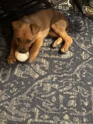 Found/Stray Male Dog last seen Bancroft/Mendiburu Road, California City, CA 93505