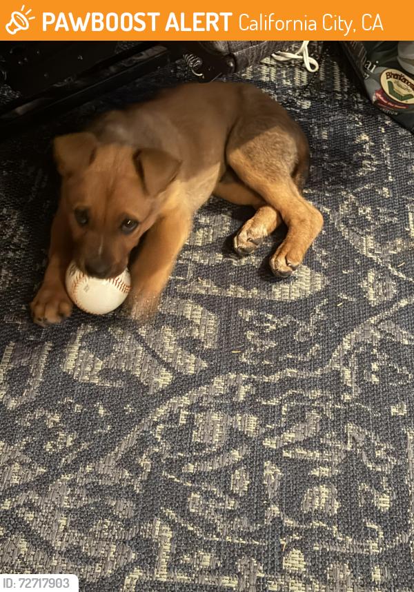 Found/Stray Male Dog last seen Bancroft/Mendiburu Road, California City, CA 93505