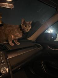 Found/Stray Unknown Cat last seen Montano and San Ildefonso , Albuquerque, NM 87120