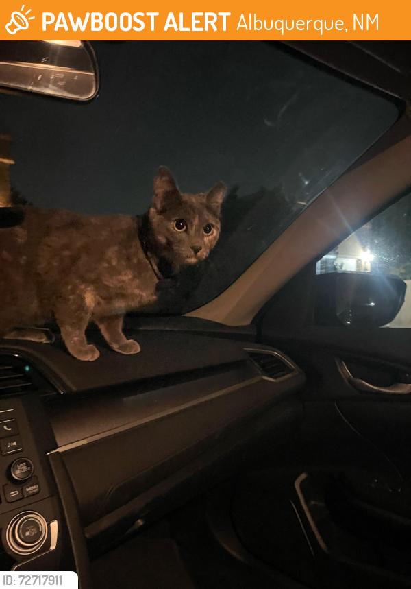 Found/Stray Unknown Cat last seen Montano and San Ildefonso , Albuquerque, NM 87120