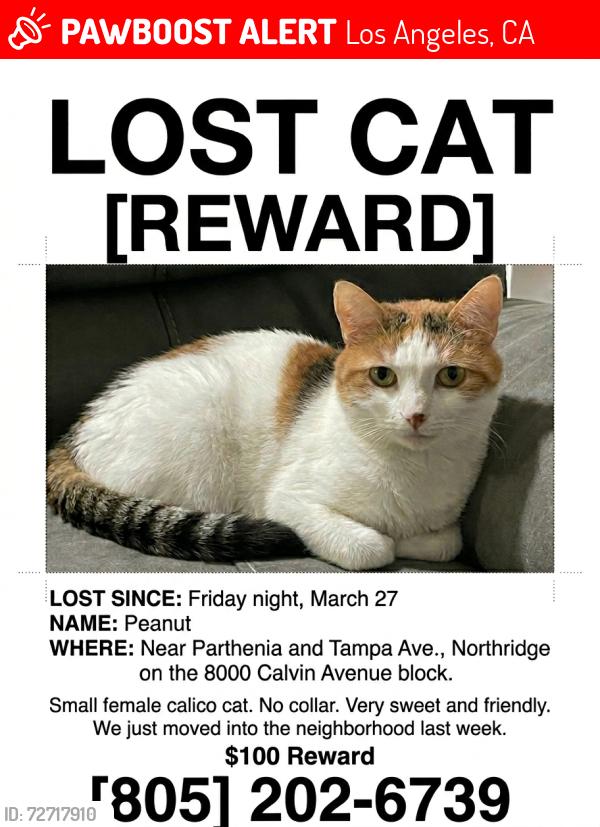 Lost Female Cat last seen Roscoe and Calvin Ave, Los Angeles, CA 91324