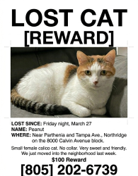 Lost Female Cat last seen Roscoe and Calvin Ave, Los Angeles, CA 91324