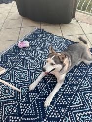 Found/Stray Female Dog last seen Fair heaven , North Tustin, CA 92705