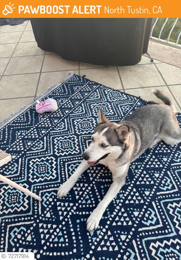 Found/Stray Female Dog last seen Fair heaven , North Tustin, CA 92705