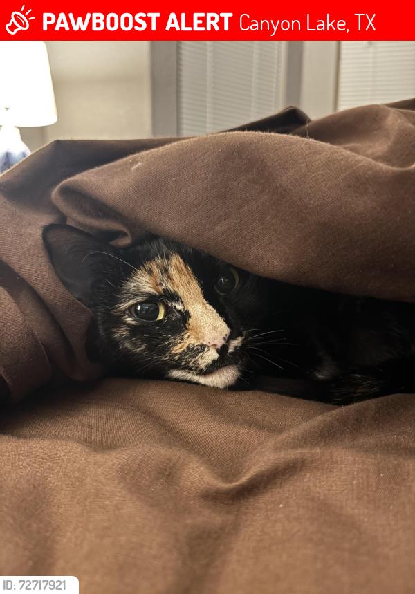 Lost Female Cat last seen Flaman and FM 306 , Canyon Lake, TX 78133