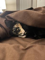 Lost Female Cat last seen Flaman and FM 306 , Canyon Lake, TX 78133