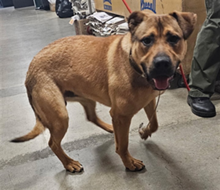 Shelter Stray Male Dog last seen , Los Angeles, CA 90031
