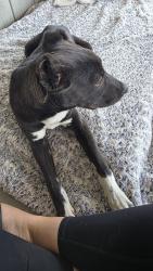 Found/Stray Male Dog last seen Corwin rd. apple valley , Apple Valley, CA 92307