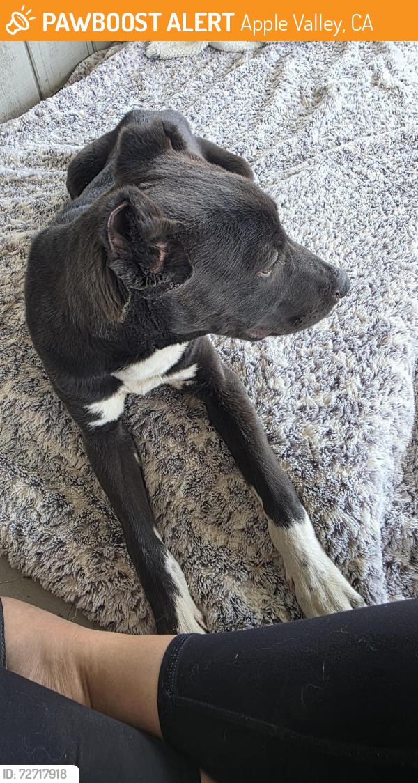 Found/Stray Male Dog last seen Corwin rd. apple valley , Apple Valley, CA 92307