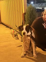 Found/Stray Male Dog last seen Conserve Gas station , Highland, CA 92346