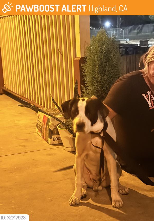 Found/Stray Male Dog last seen Conserve Gas station , Highland, CA 92346