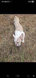 Lost Male Dog last seen Burley's Gym, Phillipsburg, NJ 08865