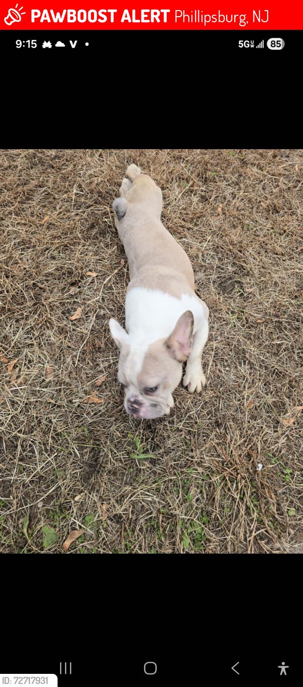 Lost Male Dog last seen Burley's Gym, Phillipsburg, NJ 08865