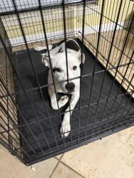 Found/Stray Male Dog last seen Near Ravenwind , Houston, TX 77067