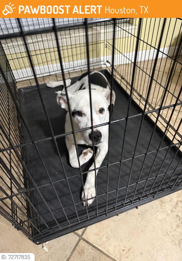 Found/Stray Male Dog last seen Near Ravenwind , Houston, TX 77067