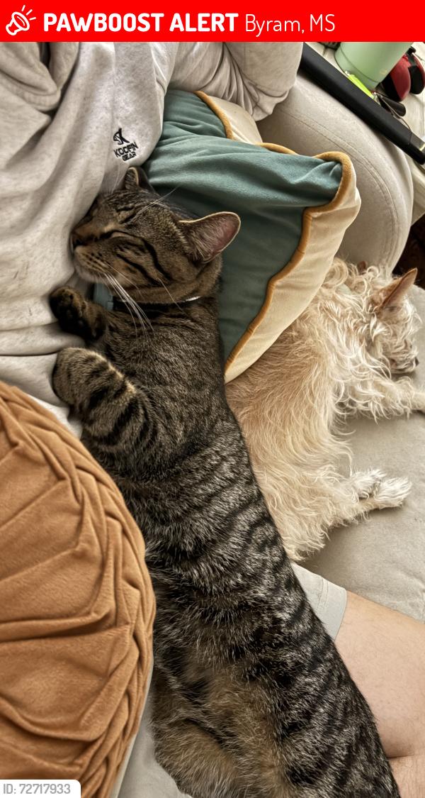 Lost Male Cat last seen Lake Dockery in Byram , Byram, MS 39272