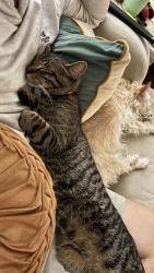 Lost Male Cat last seen Lake Dockery in Byram , Byram, MS 39272
