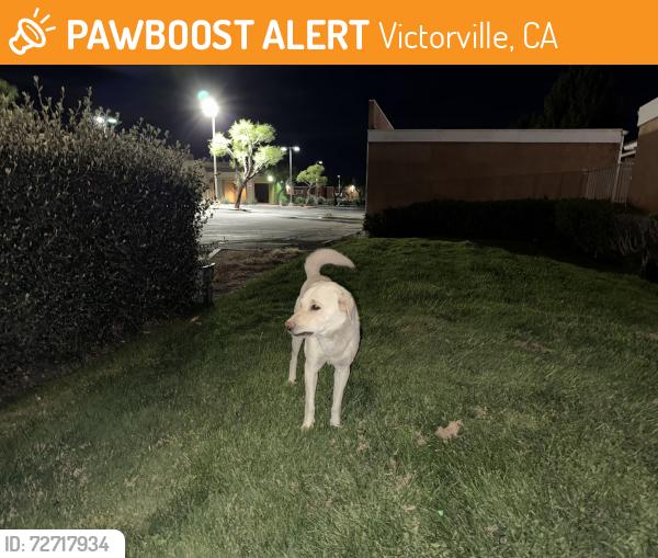 Found/Stray Unknown Dog last seen Seneca/ Armagosa, Victorville, CA 92392
