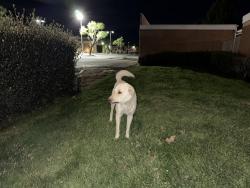 Found/Stray Unknown Dog last seen Seneca/ Armagosa, Victorville, CA 92392