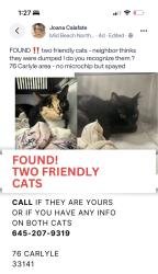 Found/Stray Female Cat last seen Near and Carlyle, Miami Beach, FL 33141