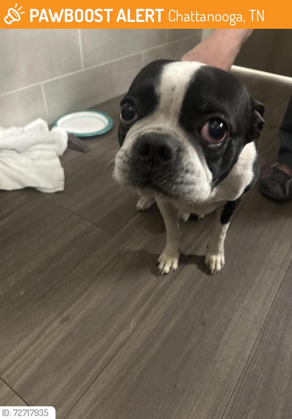 Found/Stray Male Dog last seen Parkridge North ER, Chattanooga, TN 37421