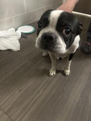Found/Stray Male Dog last seen Parkridge North ER, Chattanooga, TN 37421