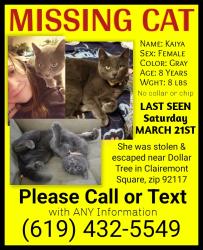 Lost Female Cat last seen Dollar Tree on Clairemont Mesa Boulevard in Clairemont Square, zip 92117, San Diego, CA 92117