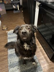 Found/Stray Unknown Dog last seen by major thrift in grandview , Grandview, MO 64030