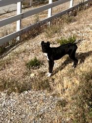Found/Stray Male Dog last seen Corwin rd. apple valley , Apple Valley, CA 92307