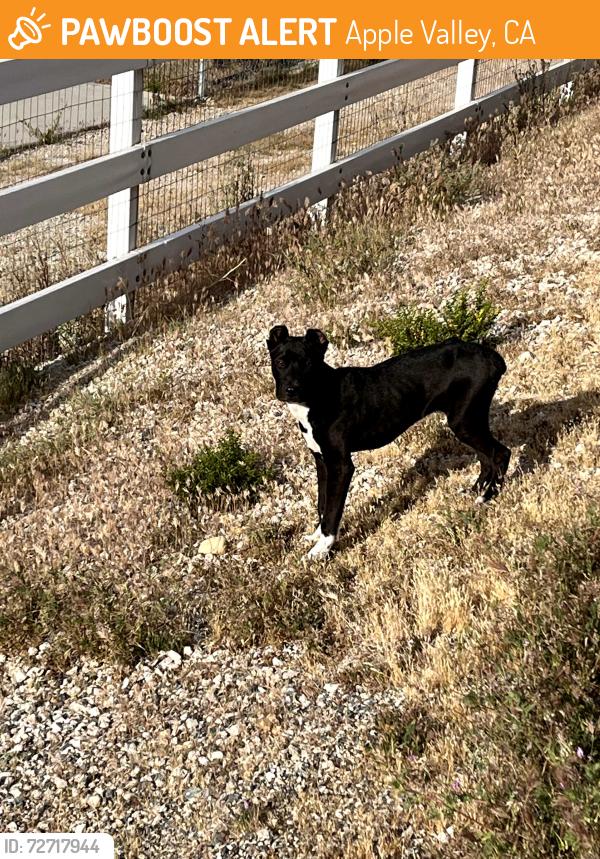 Found/Stray Male Dog last seen Corwin rd. apple valley , Apple Valley, CA 92307