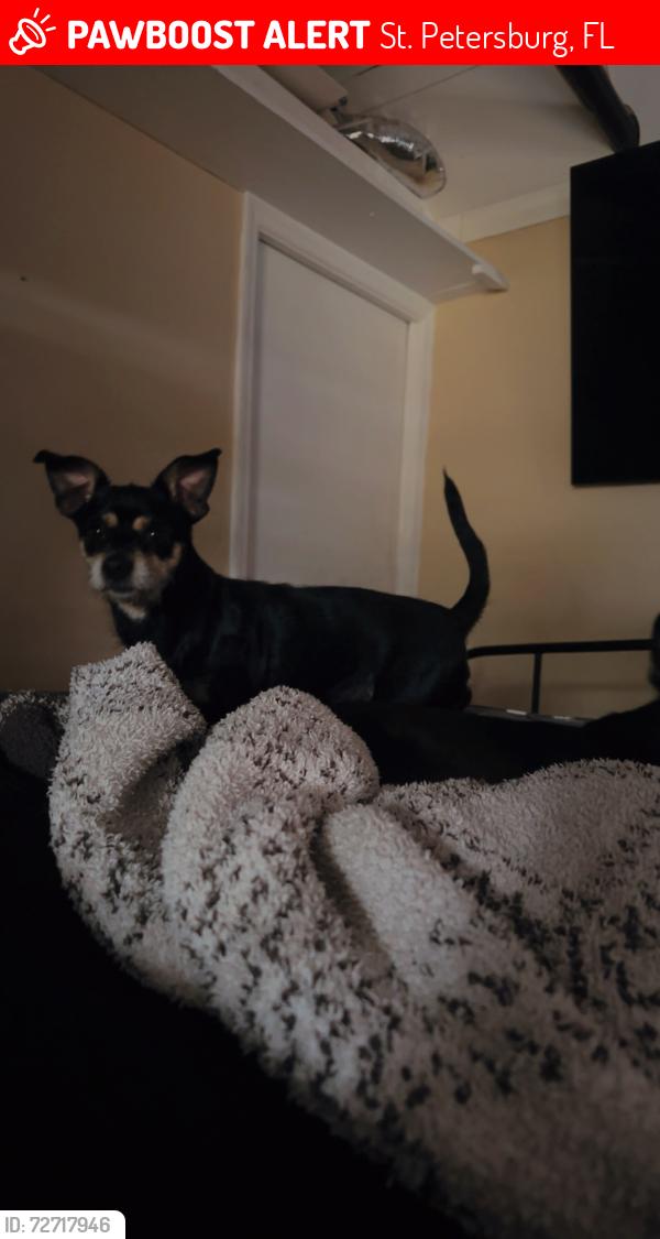 Lost Female Dog last seen 66th street N , St. Petersburg, FL 33709