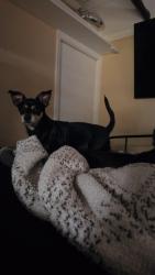 Lost Female Dog last seen 66th street N , St. Petersburg, FL 33709